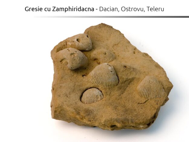 Gresie cu Zamphiridacna, Dacian, Ostrovu, Teleru