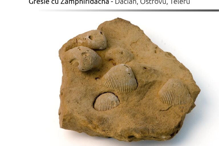 Gresie cu Zamphiridacna, Dacian, Ostrovu, Teleru